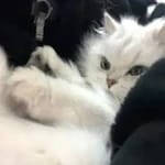 Arturo Fuentes Avatar