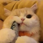 Daniela Torres Avatar